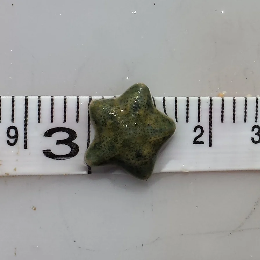 Cryptasterina pacifica
