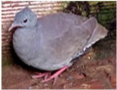 Small-billed Tinamou