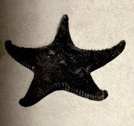 Common Mud Star
