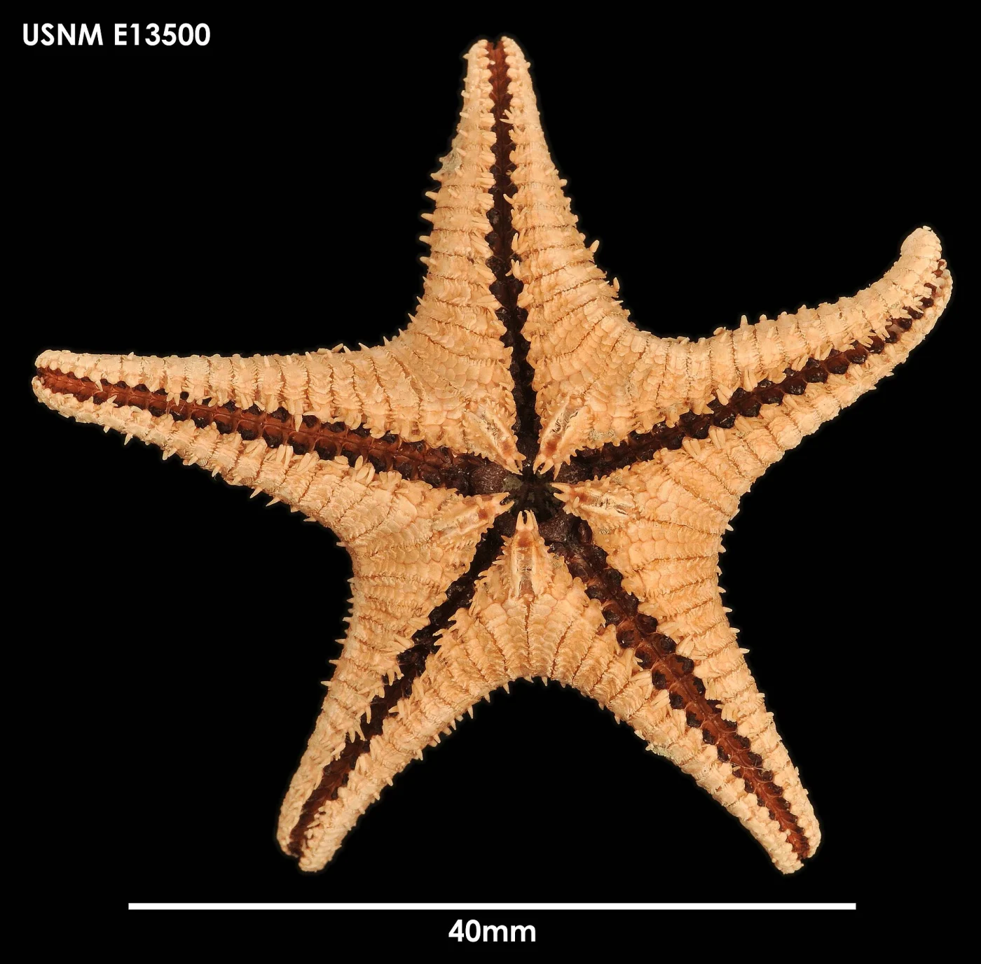 Ctenodiscus procurator