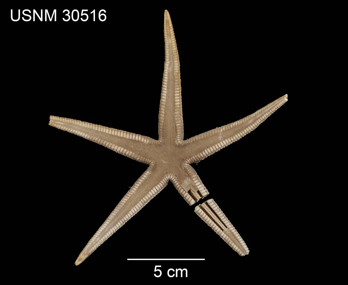 Ctenophoraster marquesensis