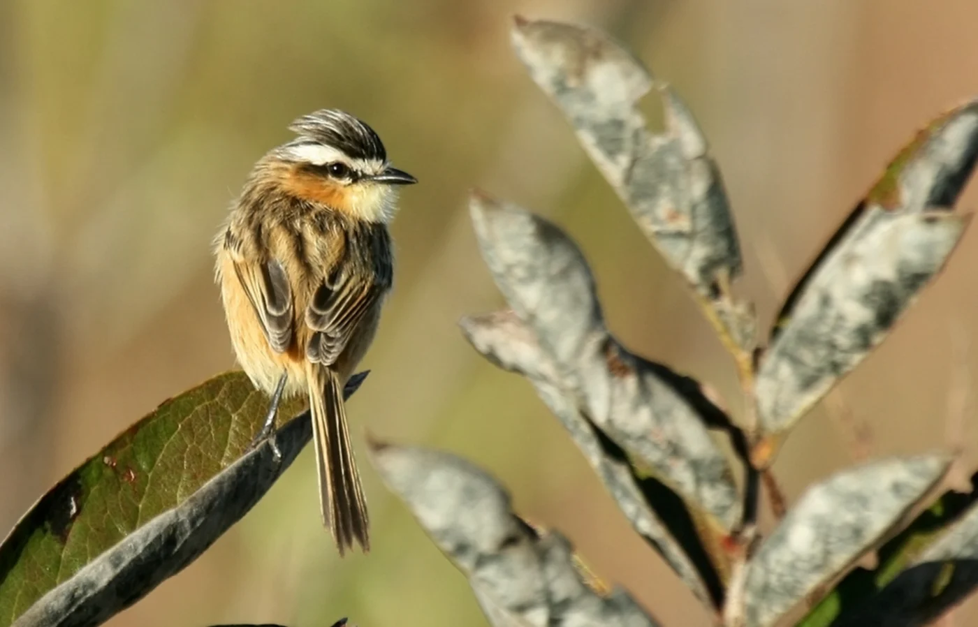 Sharp-tailed Grass Tyrant