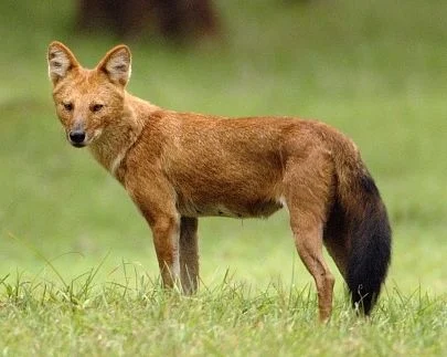 Asian Wild Dog