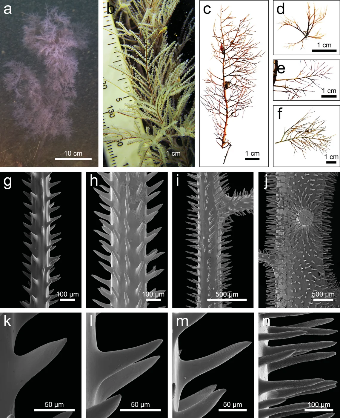 Cupressopathes pumila