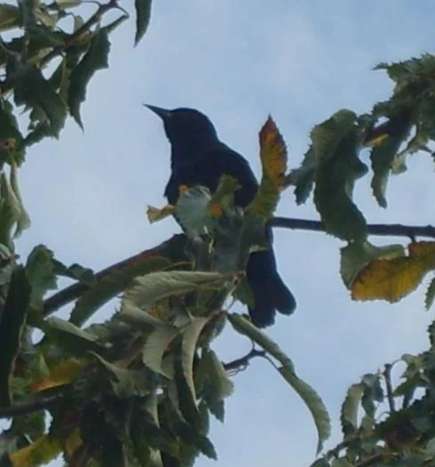 Austral Blackbird
