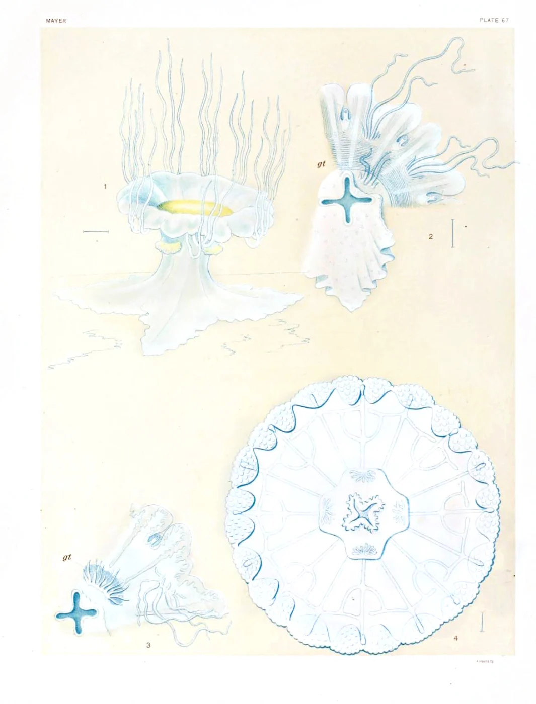Atlantic Lion's Mane Jelly
