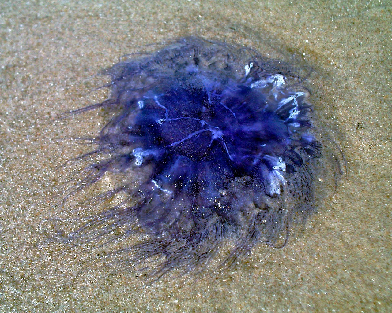 Cyanea lamarck