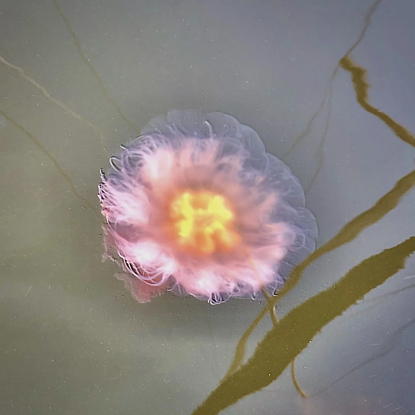Dwarf Lion's Mane Jelly