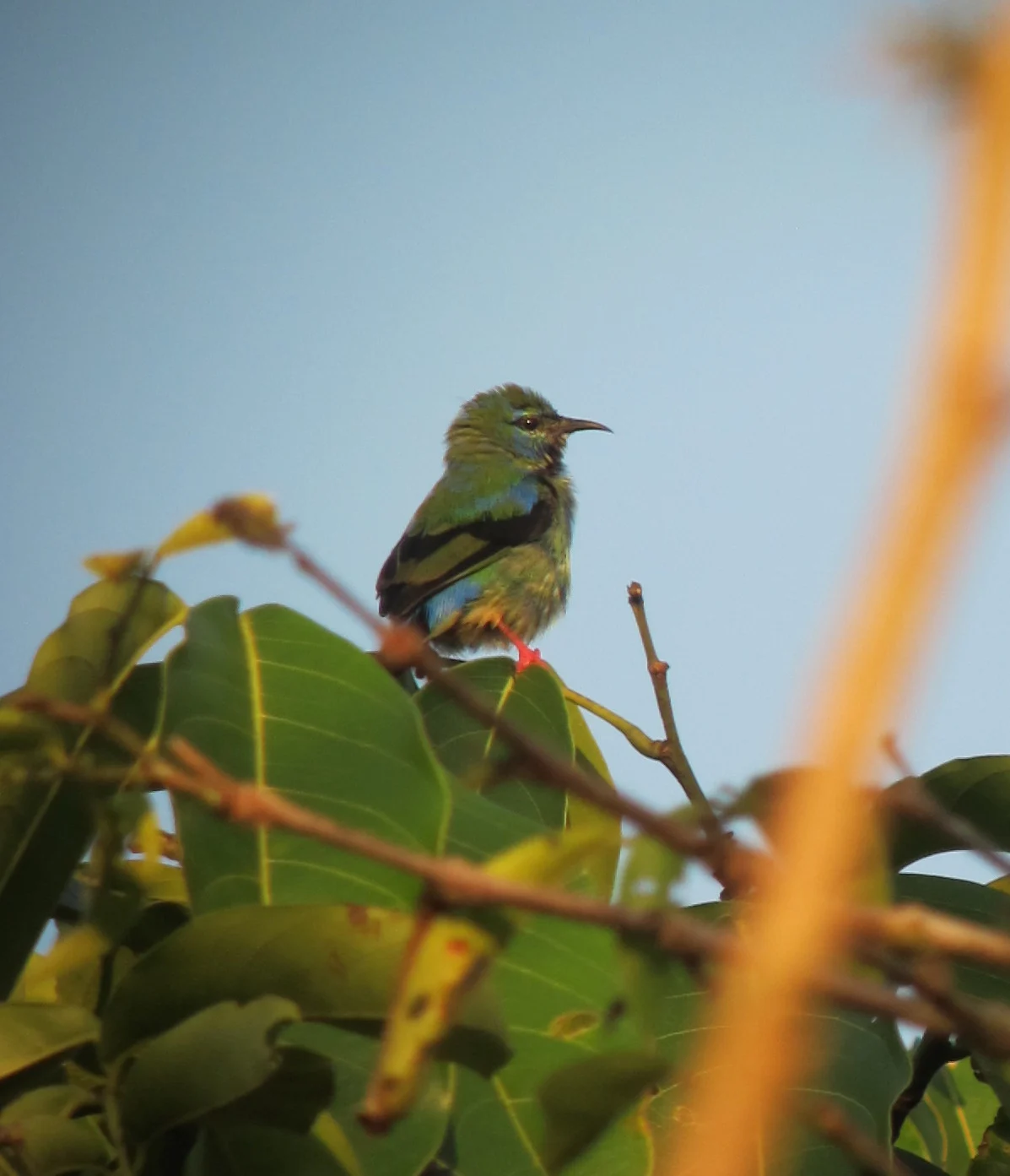 Short-Billed Honeycreeper