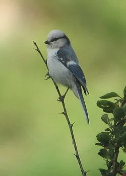 Azure Tit