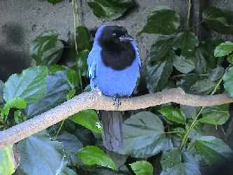 Azure Jay