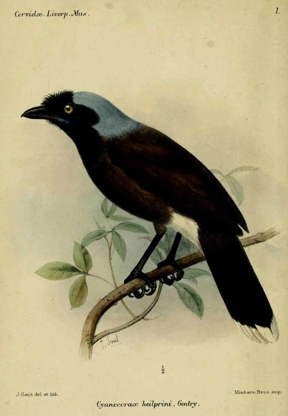 Azure-naped Jay