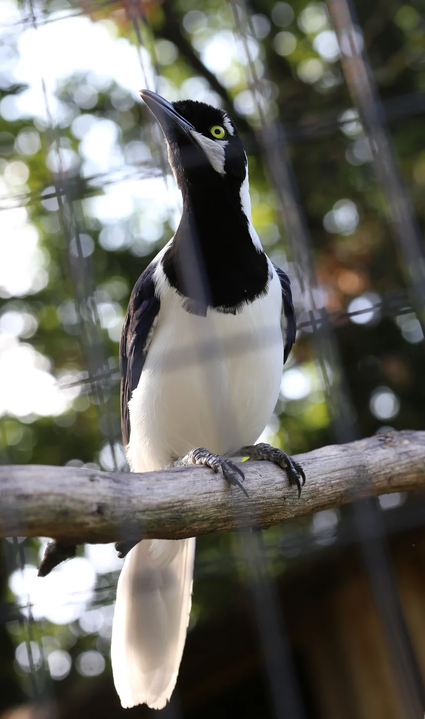 White-tailed Jay