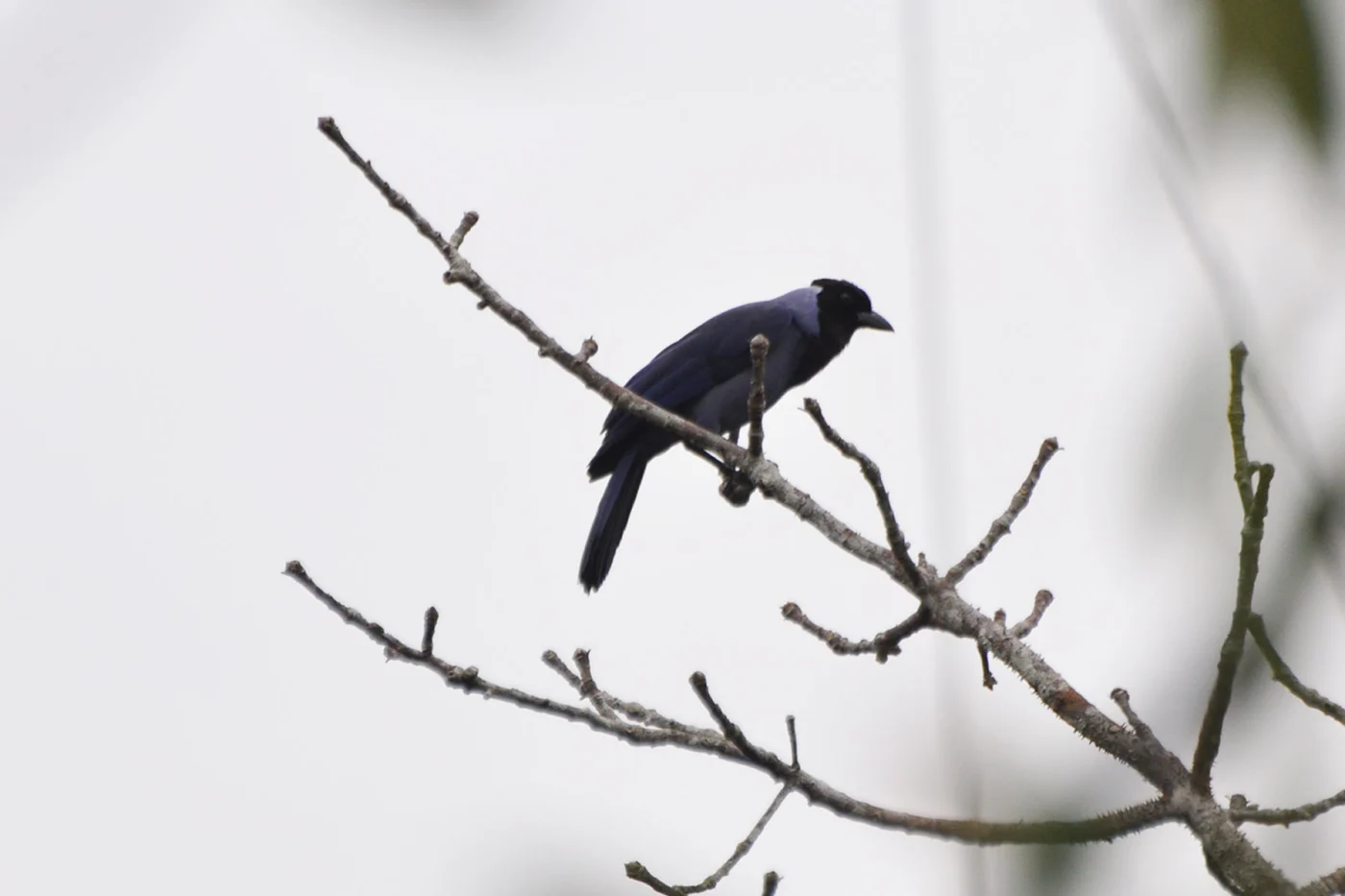 Violaceous Jay