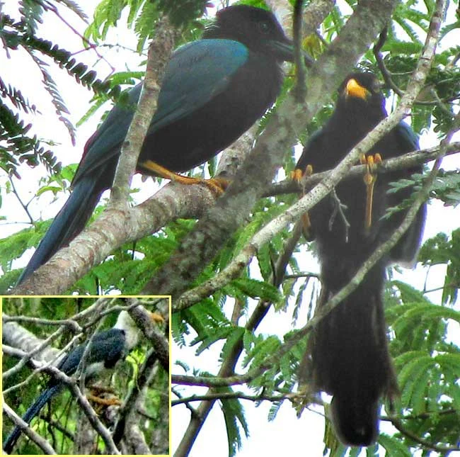 Yucatan Jay