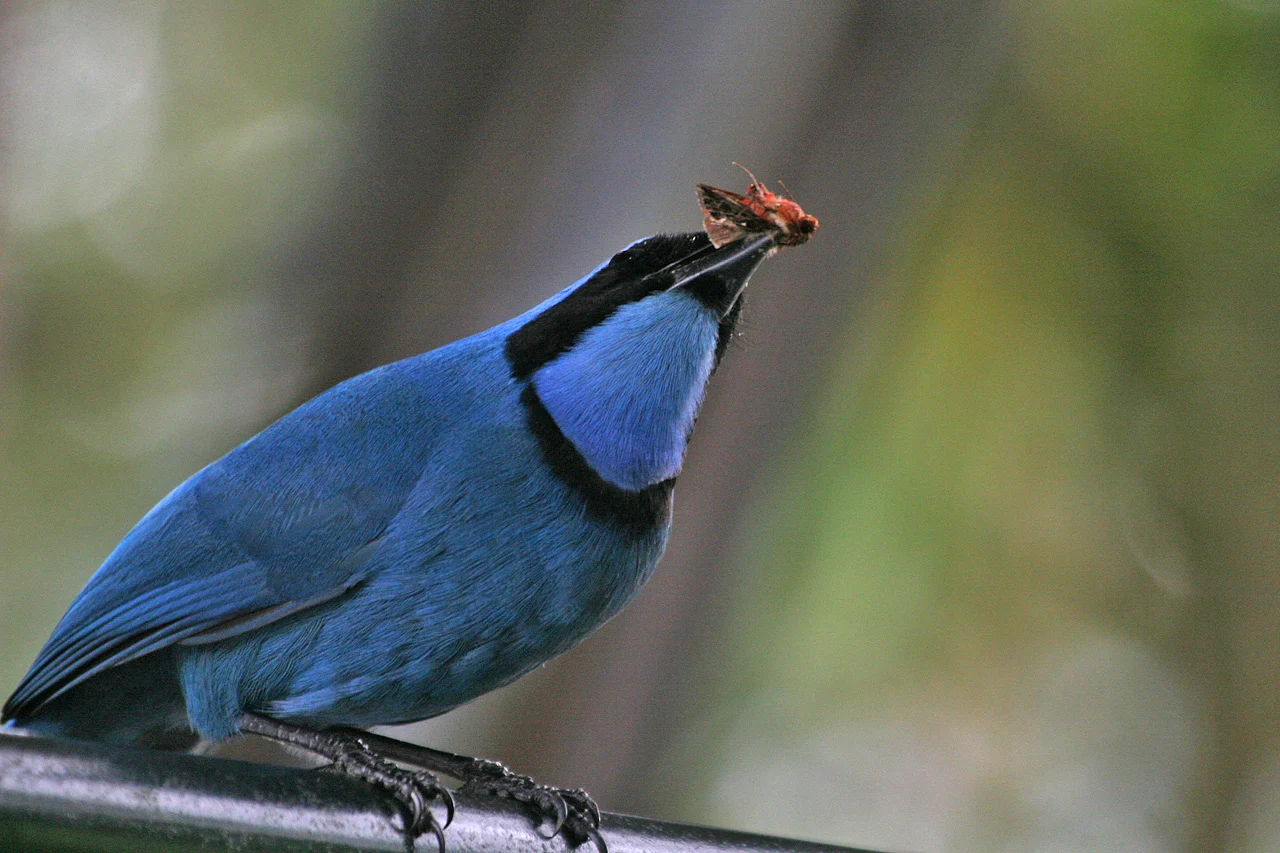 Turquoise Jay