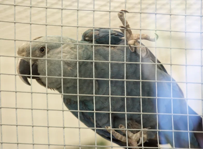 Little Blue Macaw