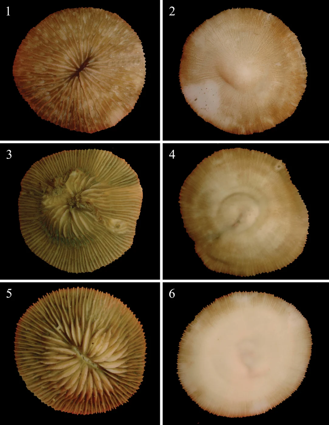 mushroom coral