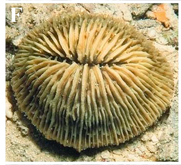 mushroom coral