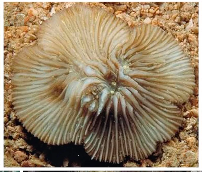 mushroom coral
