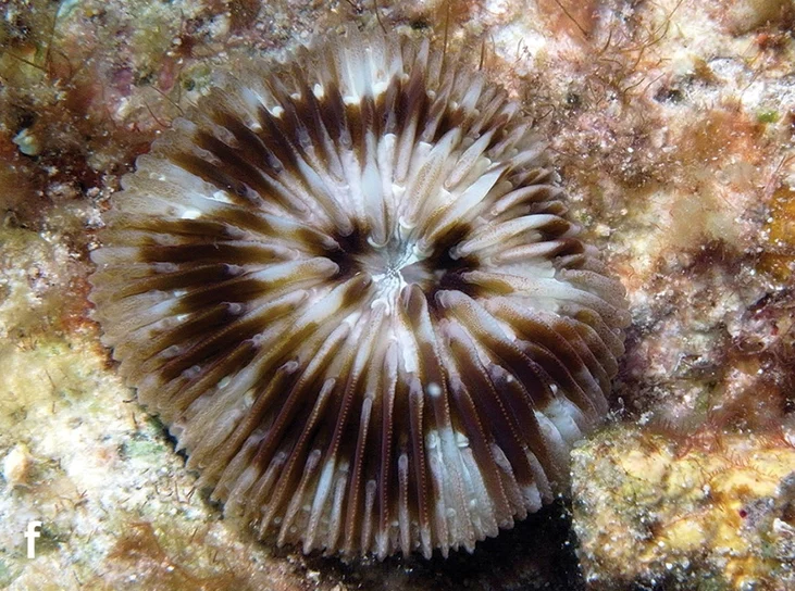 mushroom coral