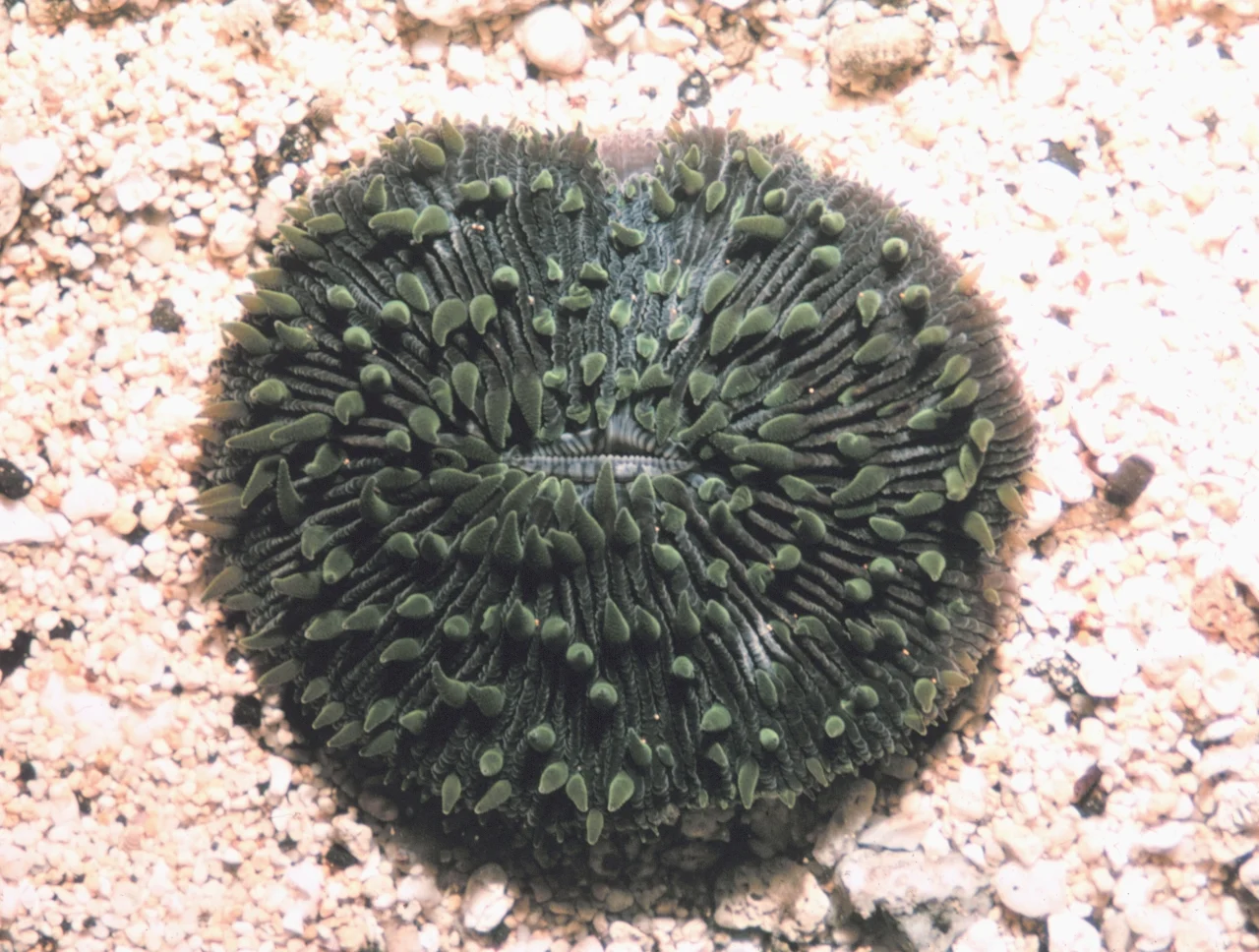 mushroom coral
