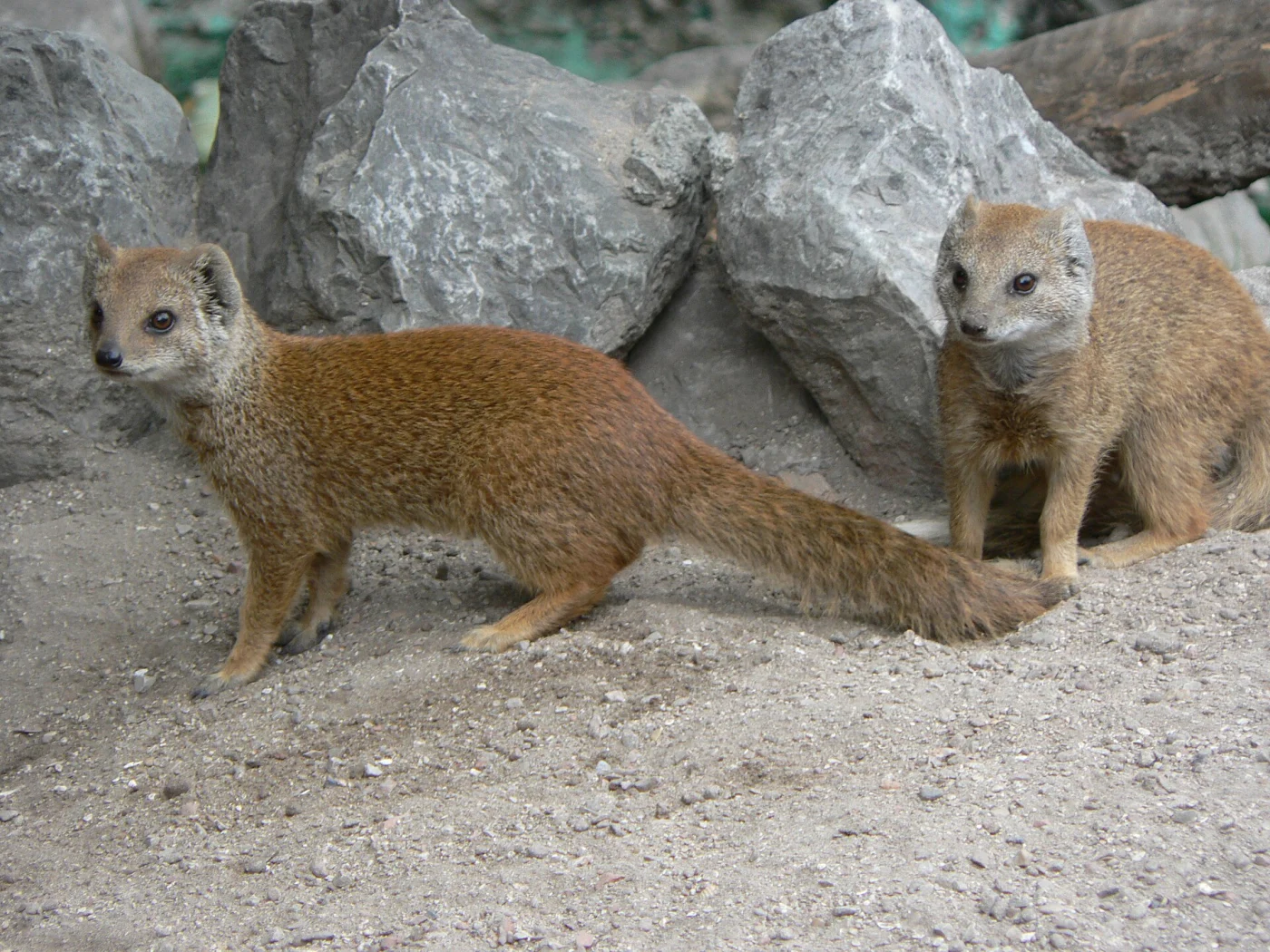 Yellow Mongoose