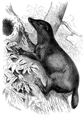 Otter Civet