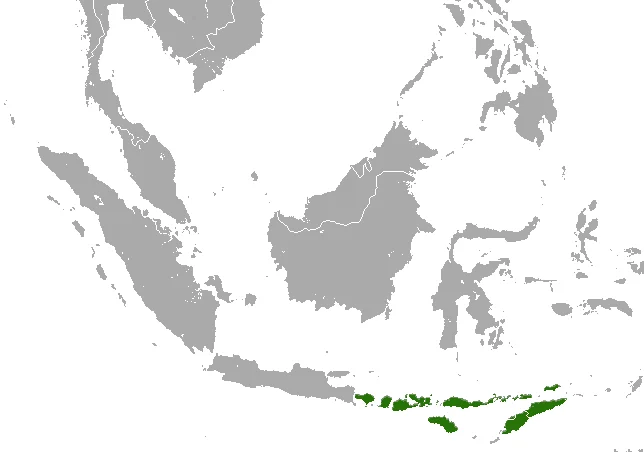 Nusatengarra Short-nosed Fruit Bat