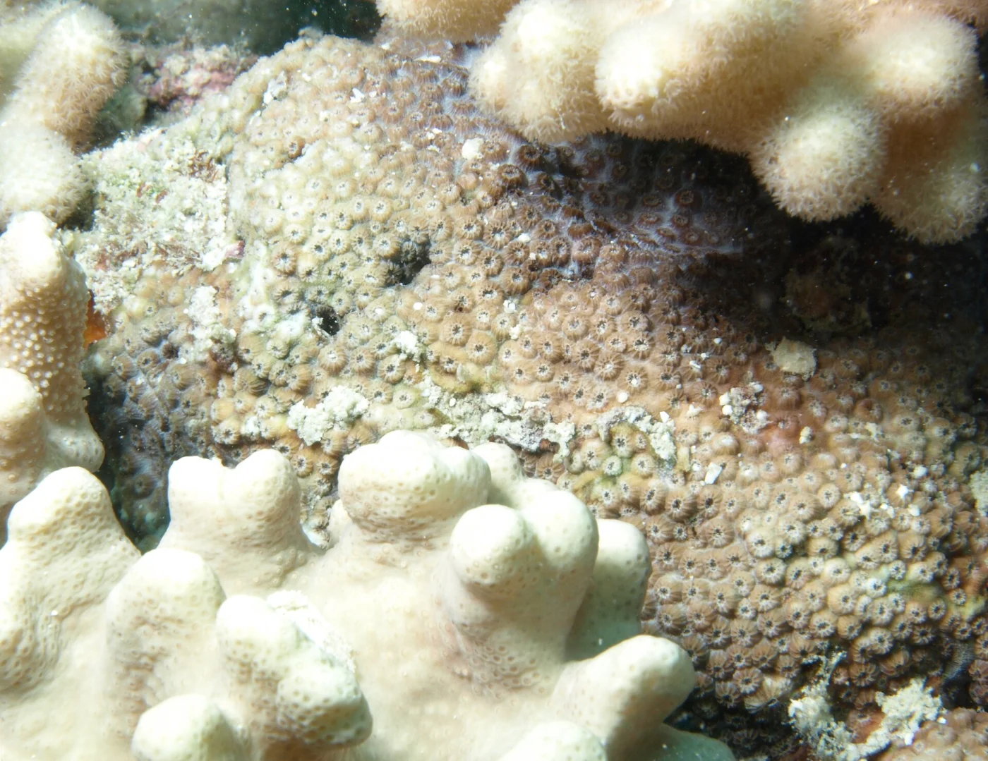 lesser knob coral