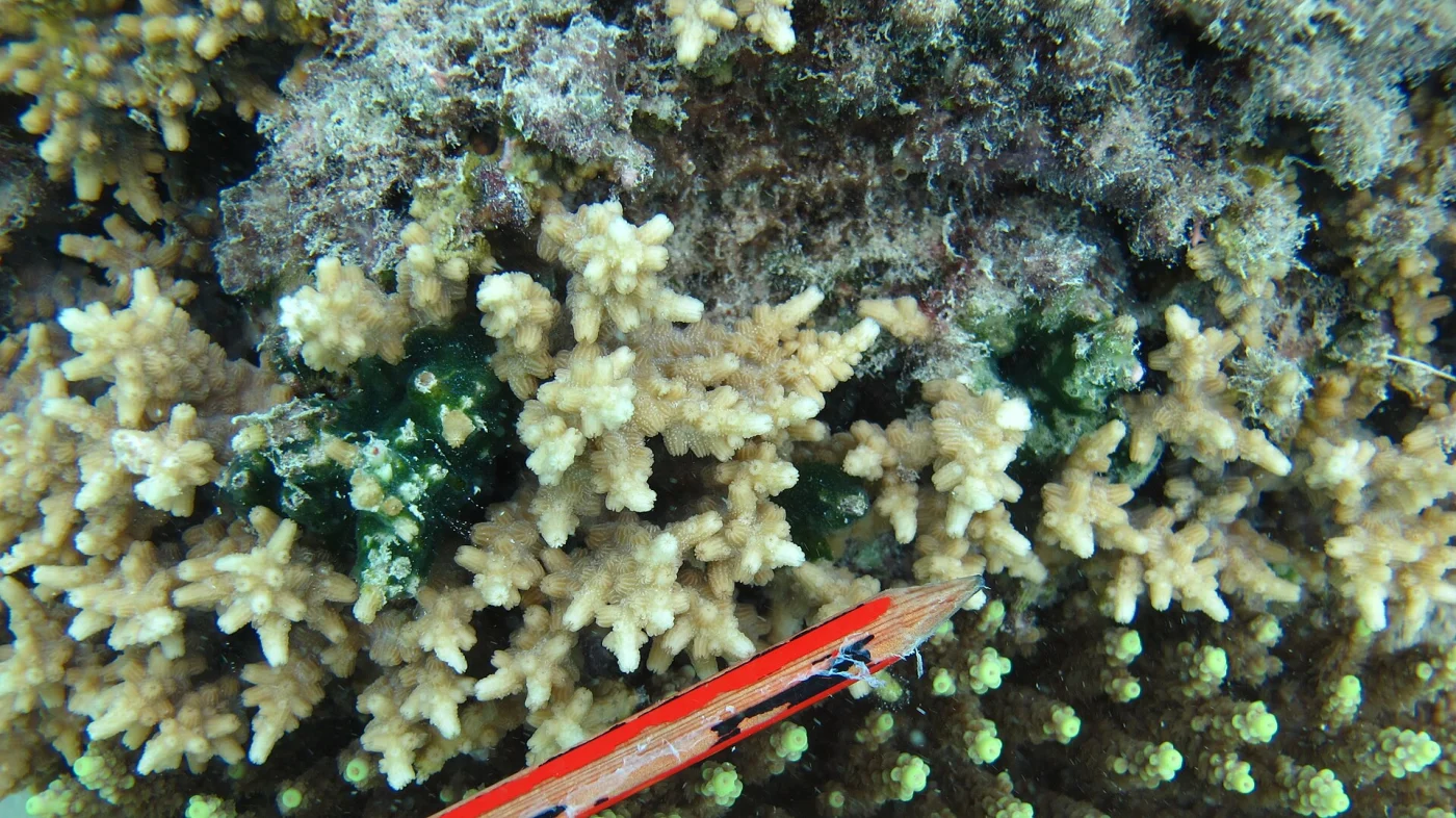 lesser knob coral