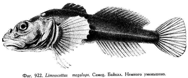 Vitim sculpin