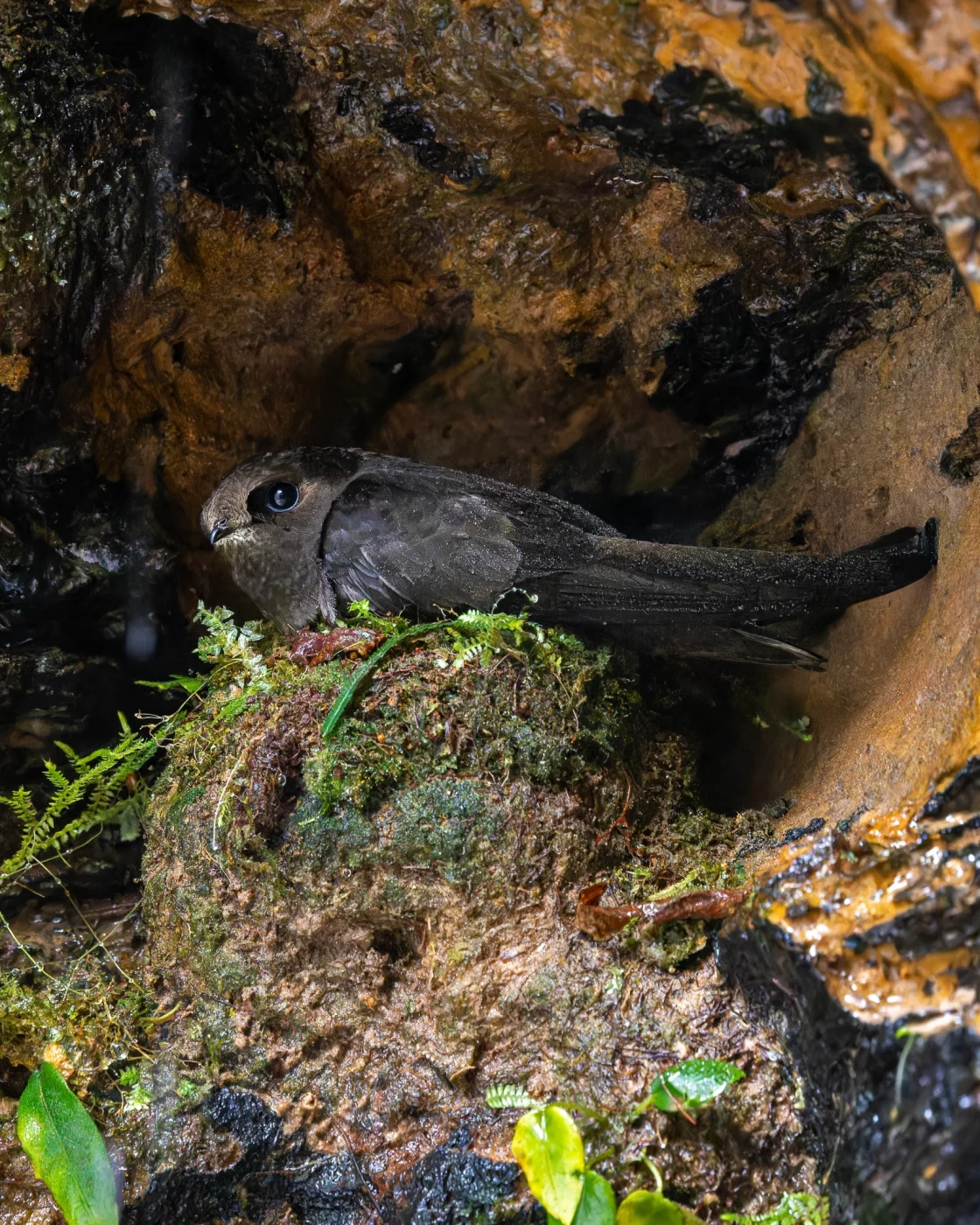 White-chinned Swift