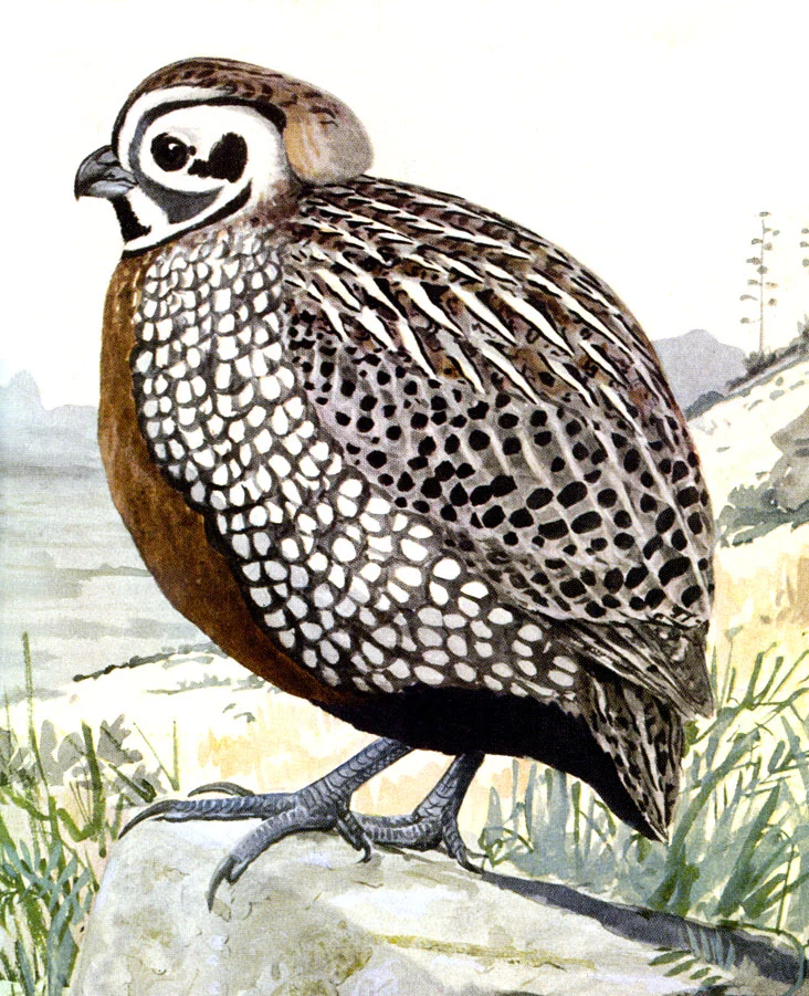 Harlequin Quail
