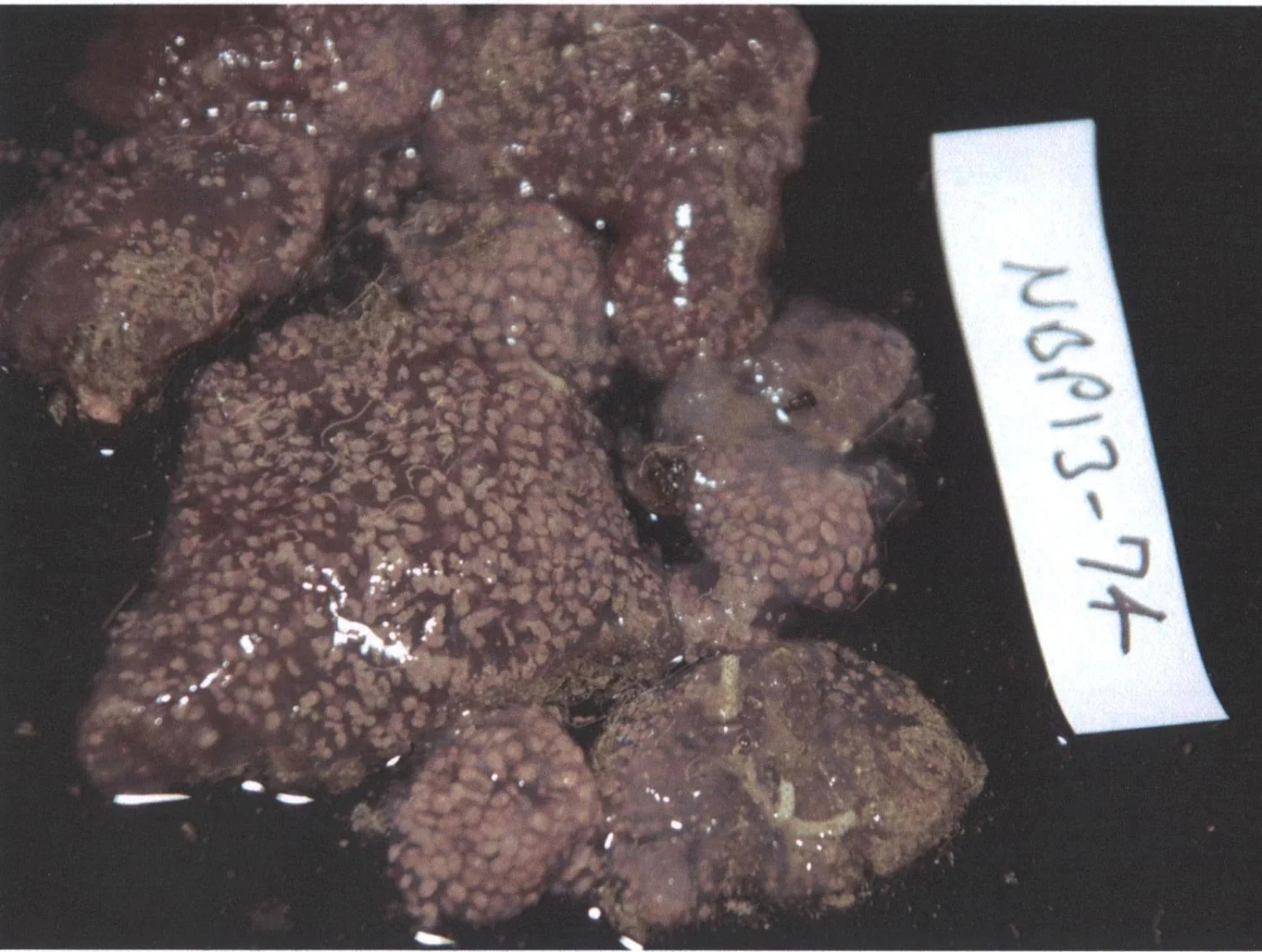 Cystodytes antarcticus