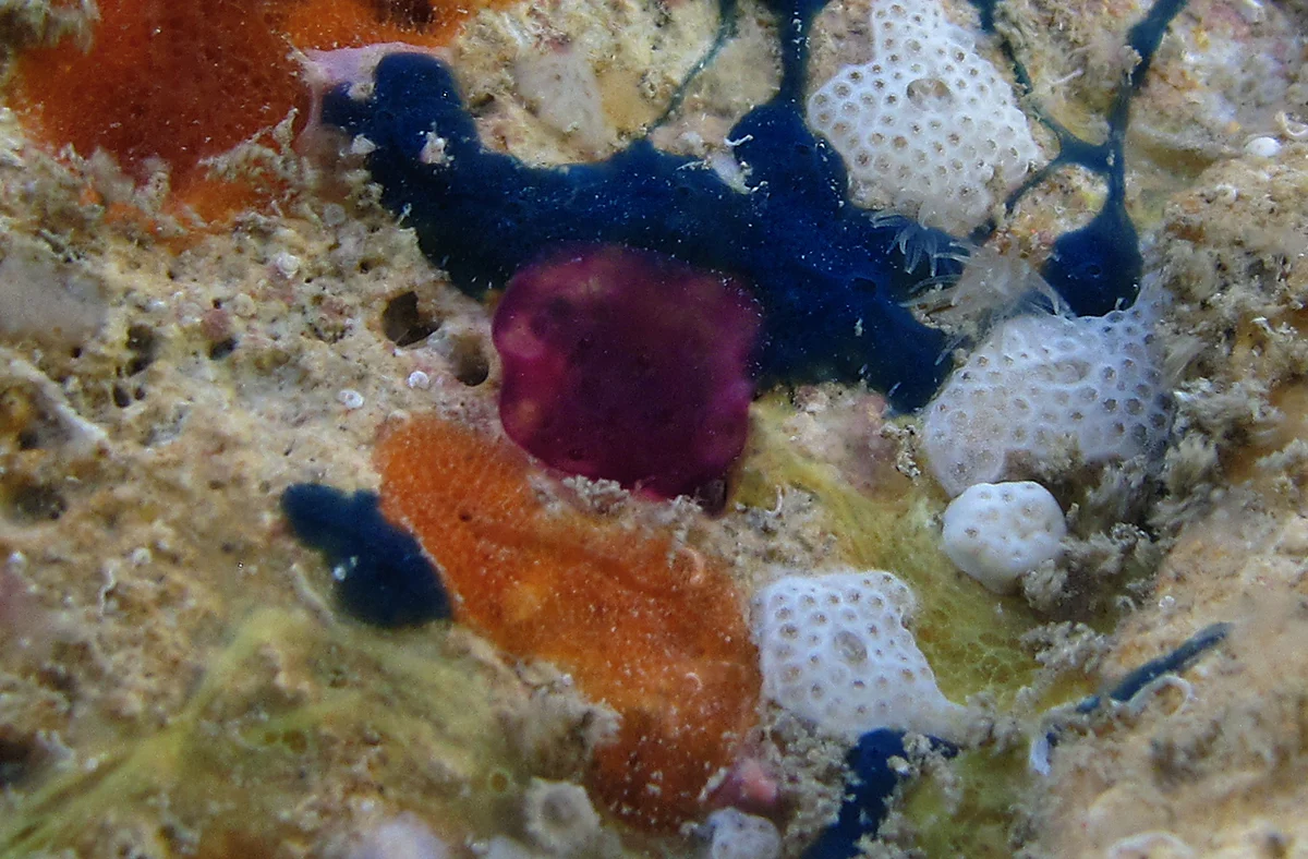 Cystodytes solitus