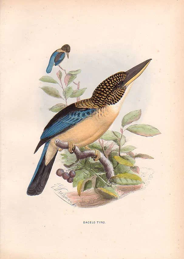 Spangled Kookaburra