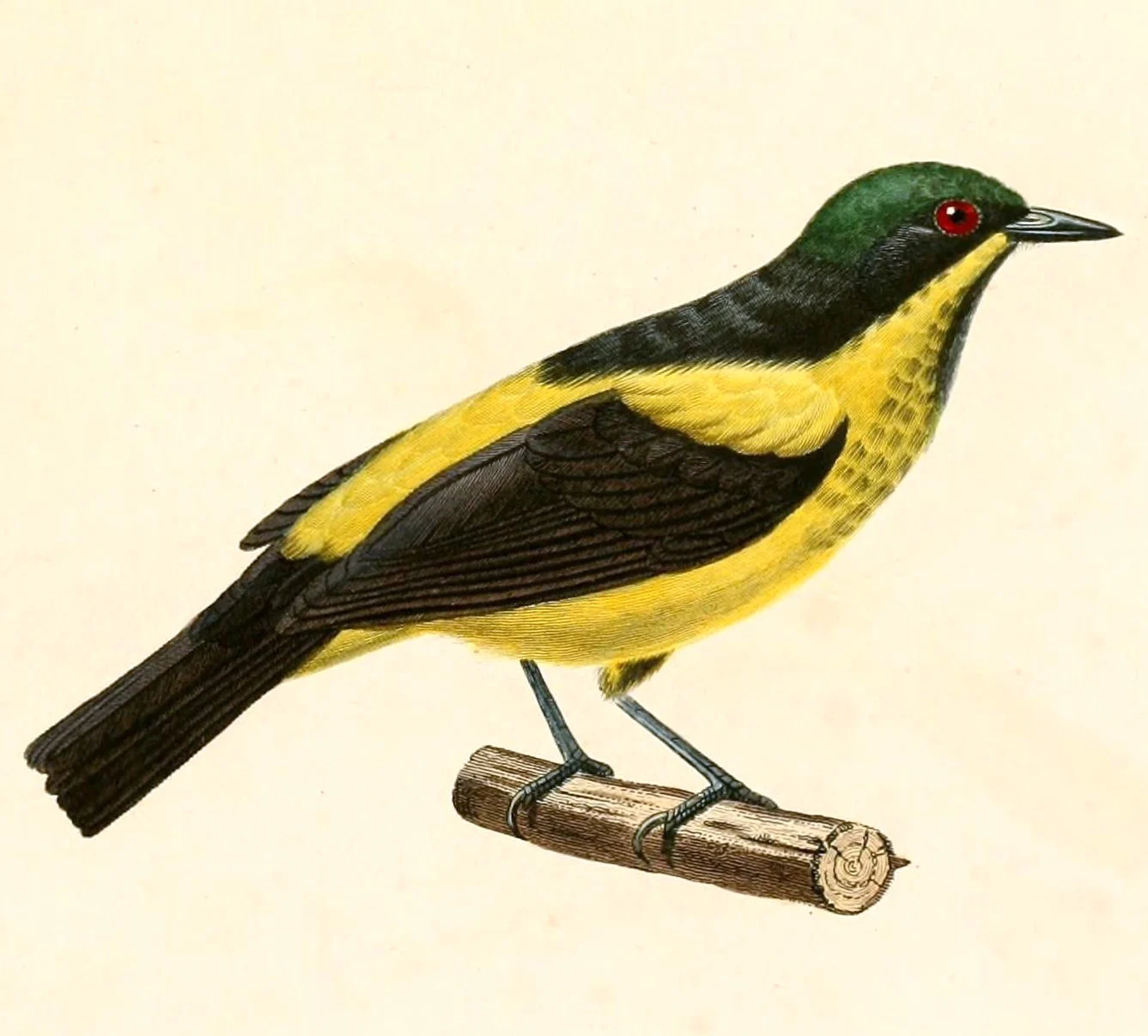 Yellow-bellied Dacnis