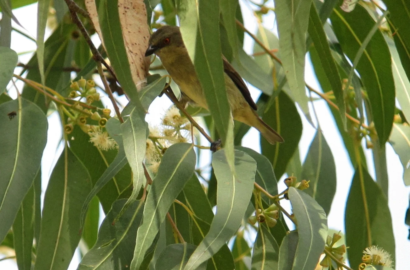 Turquoise Dacnis