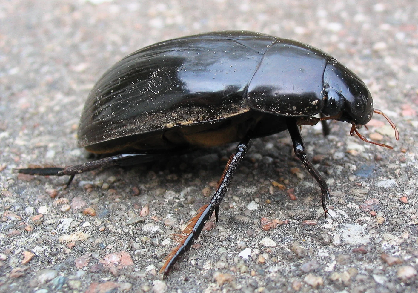 Water scavenger beetle