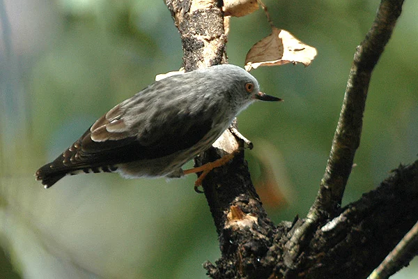 Varied Sittella