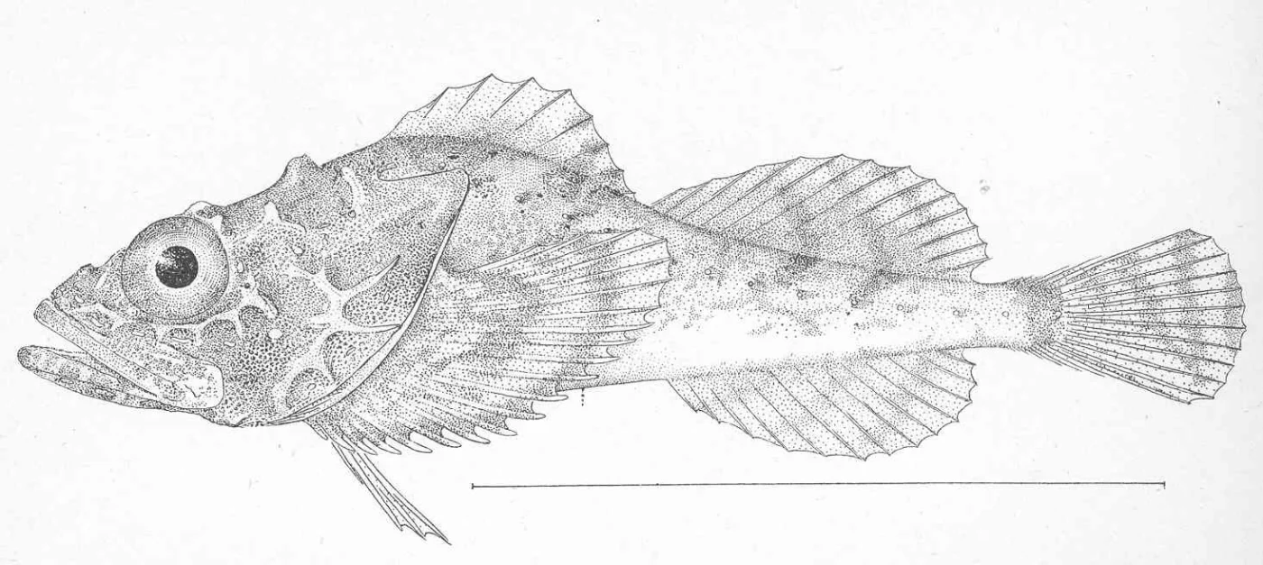 spinyhead sculpin
