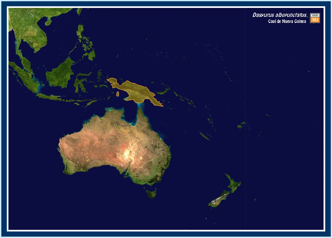 New Guinea Quoll