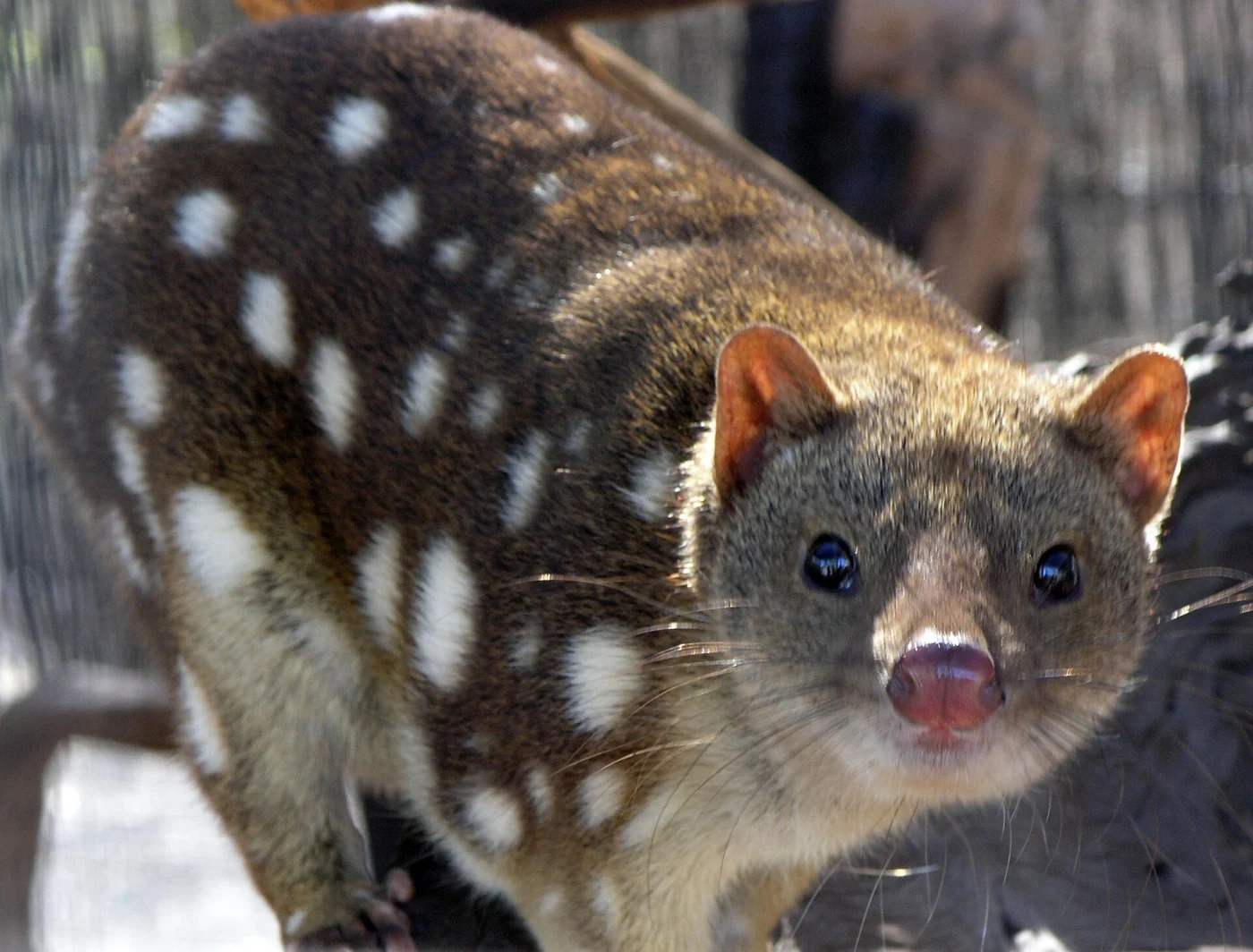 Spotted-tail Quoll