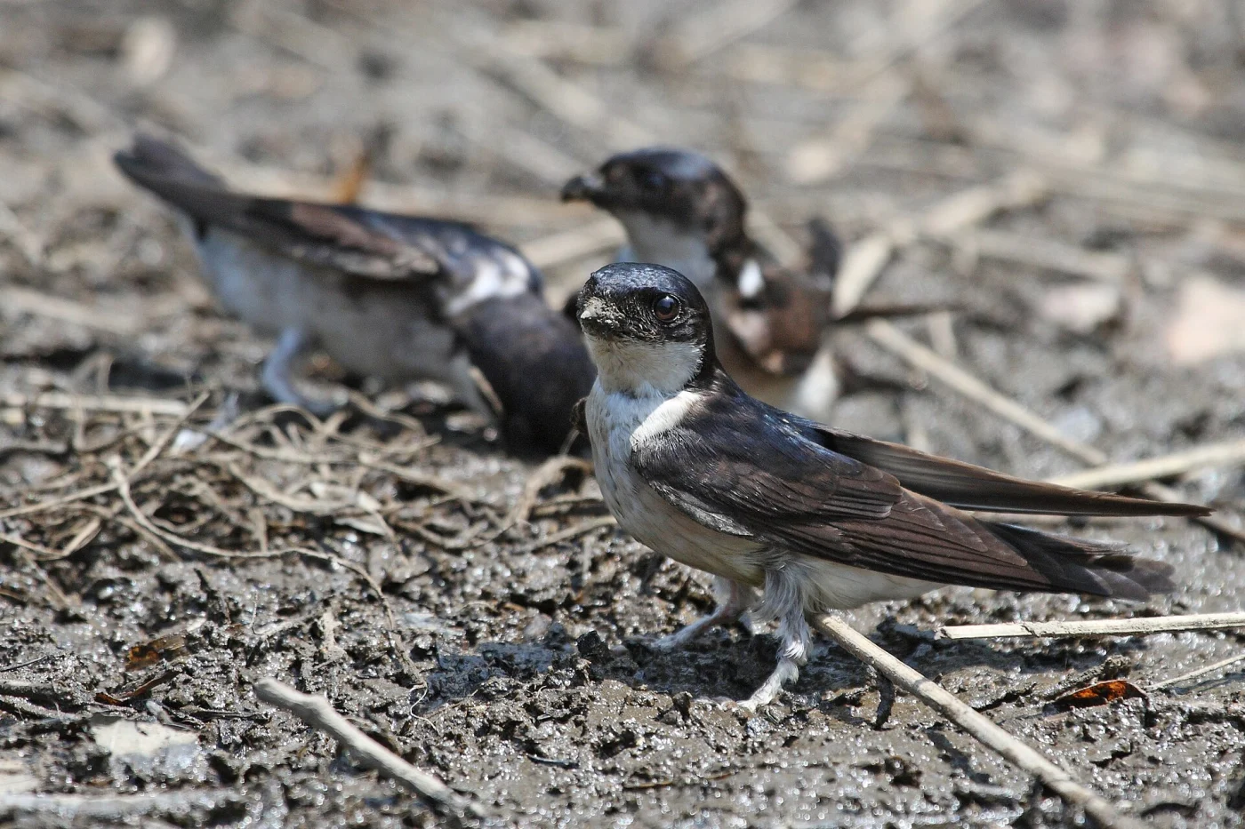 Asian House Martin