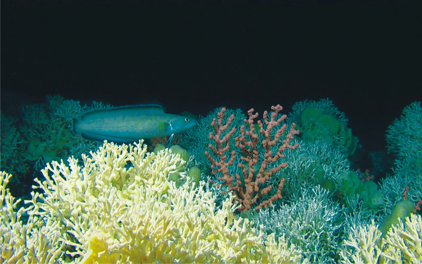 deep-sea coral