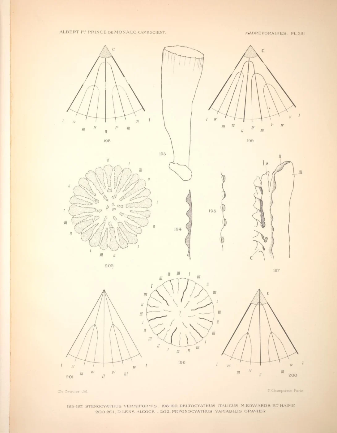 Conical star coral