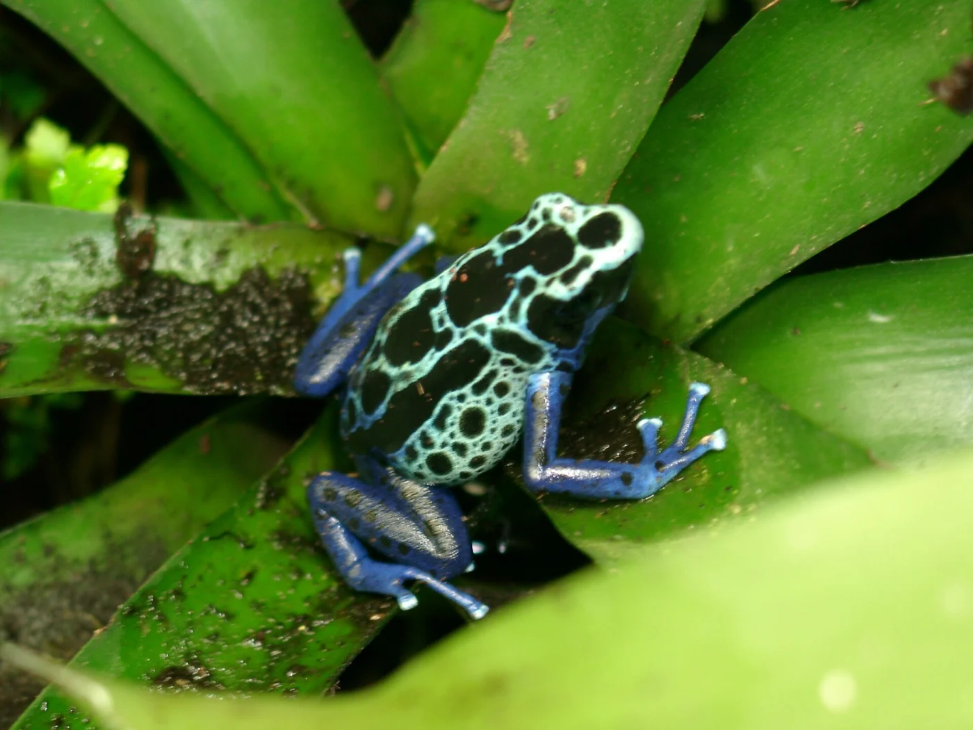 Dyeing Poison Frog