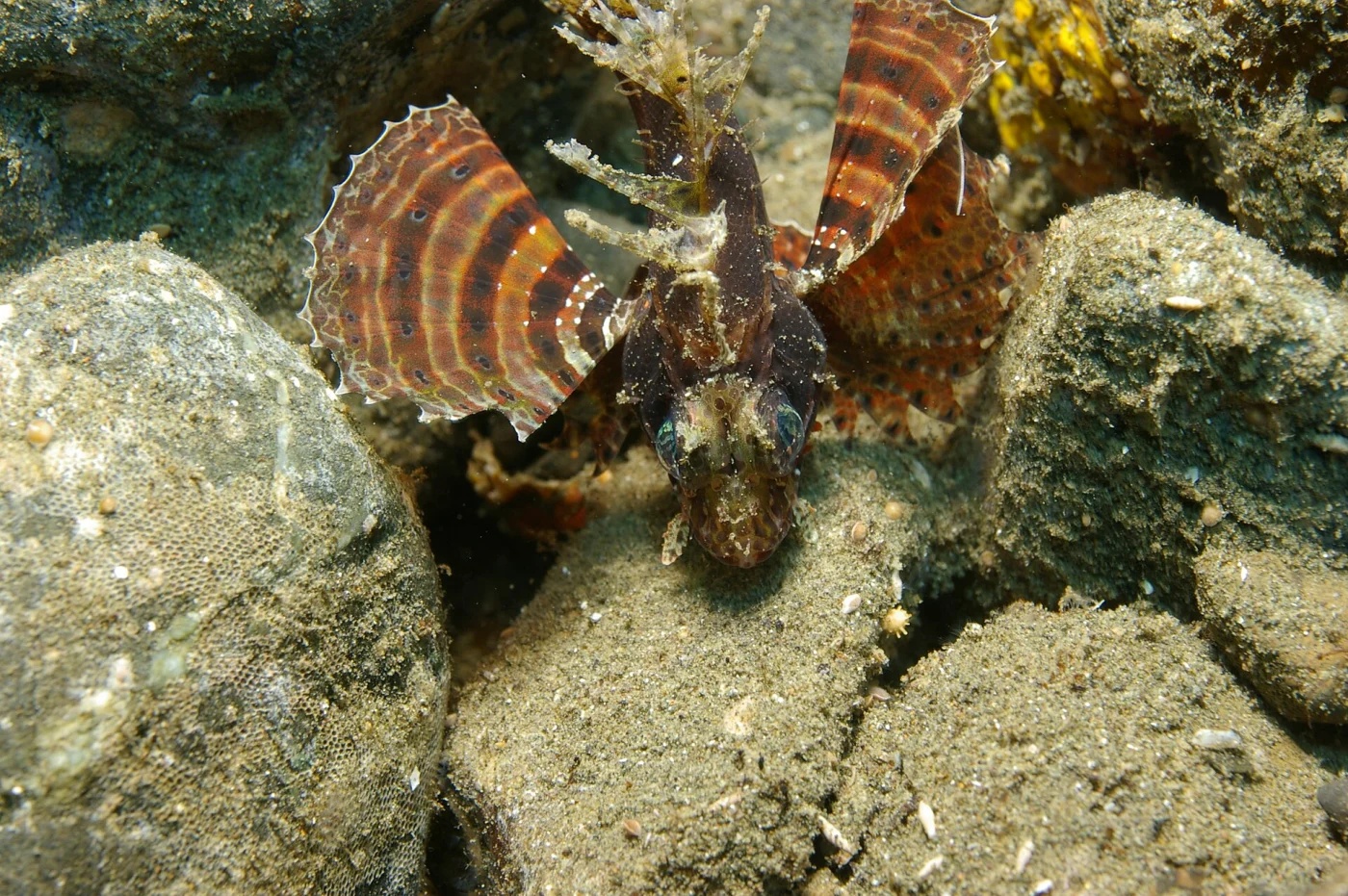 Shortfin turkeyfish