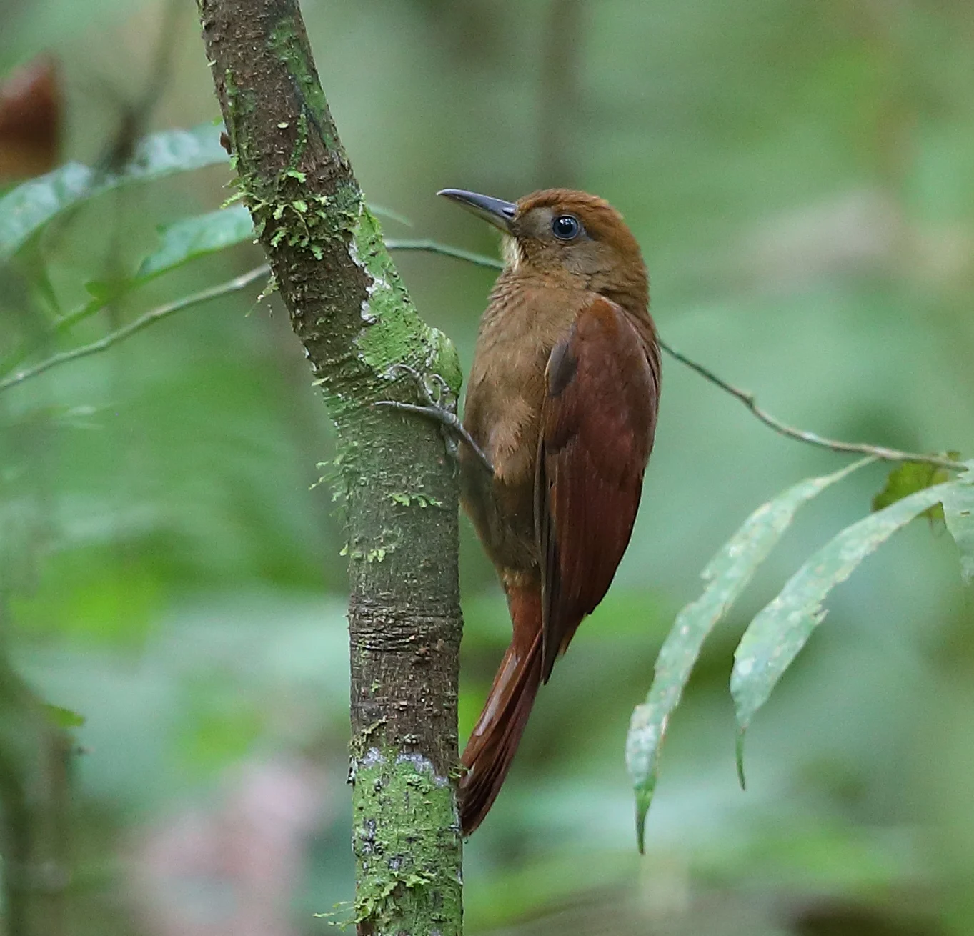 White-Chinned Woodcreeper